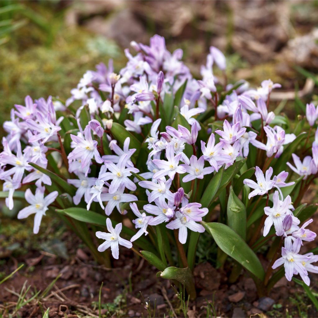 Chionodoxa forbesii 'Rosea'